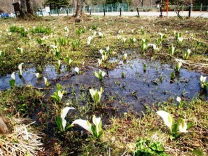 水芭蕉の群生