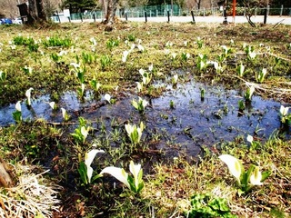 水芭蕉の群生