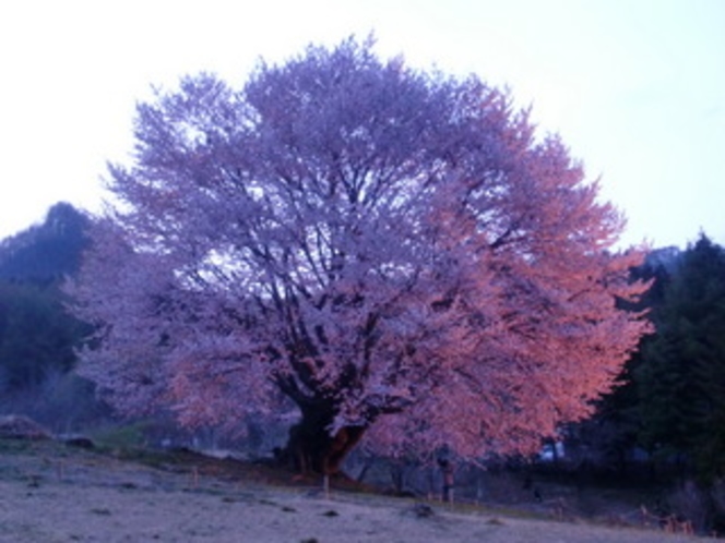 天王桜