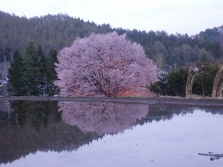 天王桜