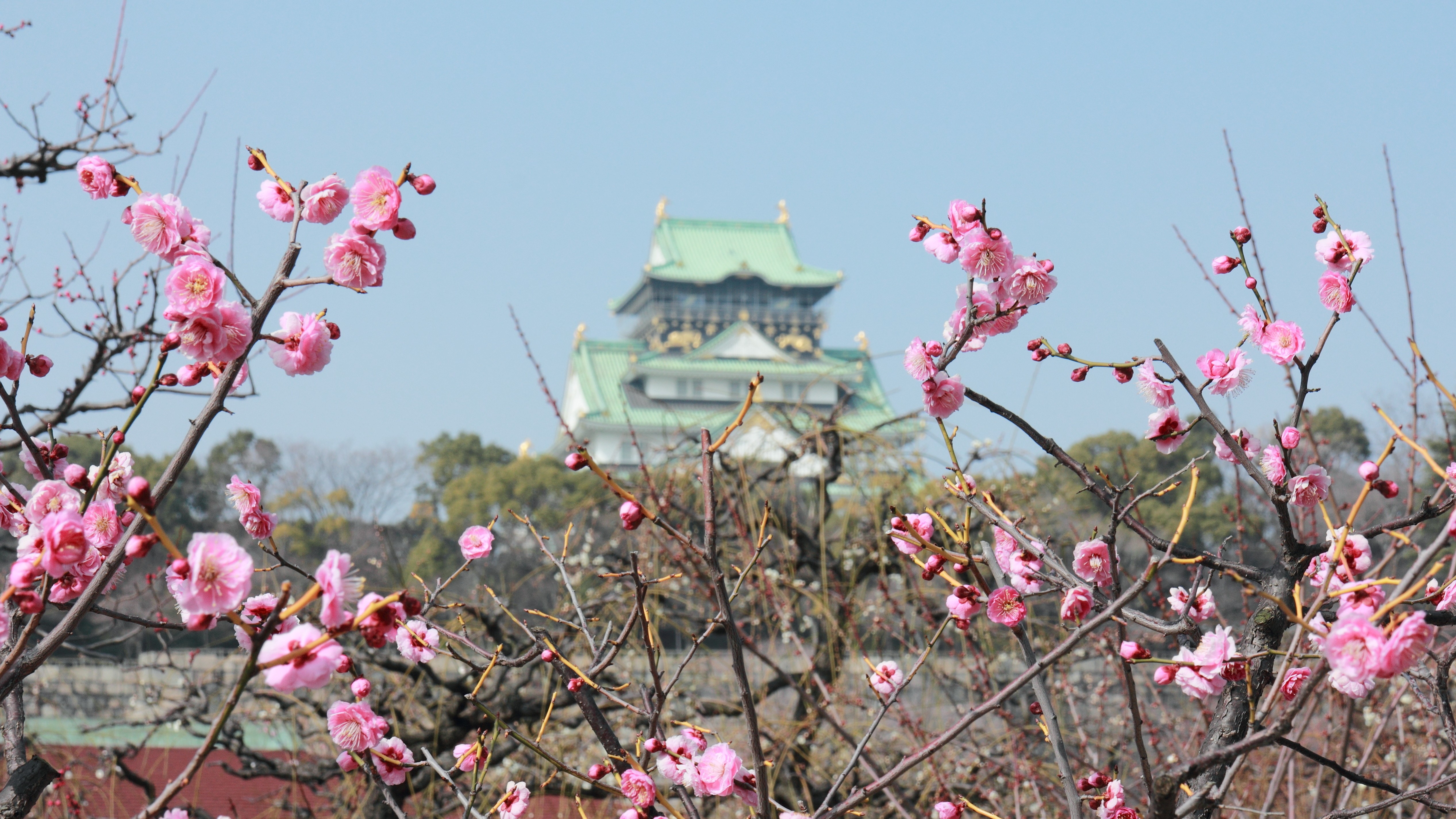 大阪城と梅