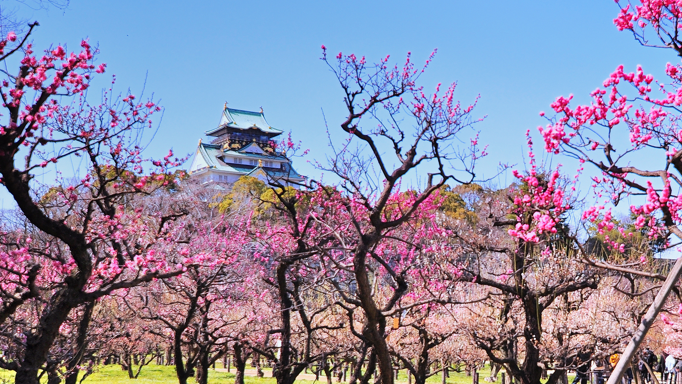 大阪城公園の梅林（イメージ）