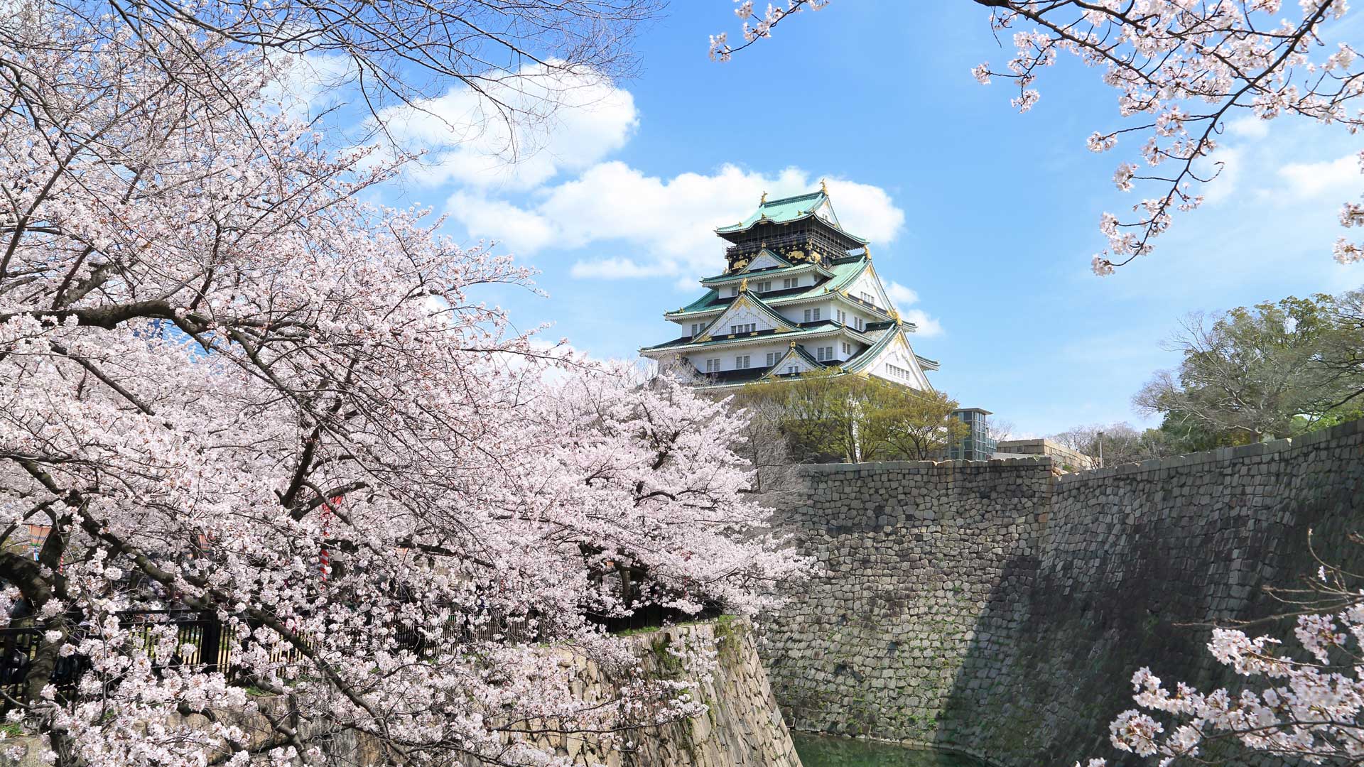 桜　大阪城