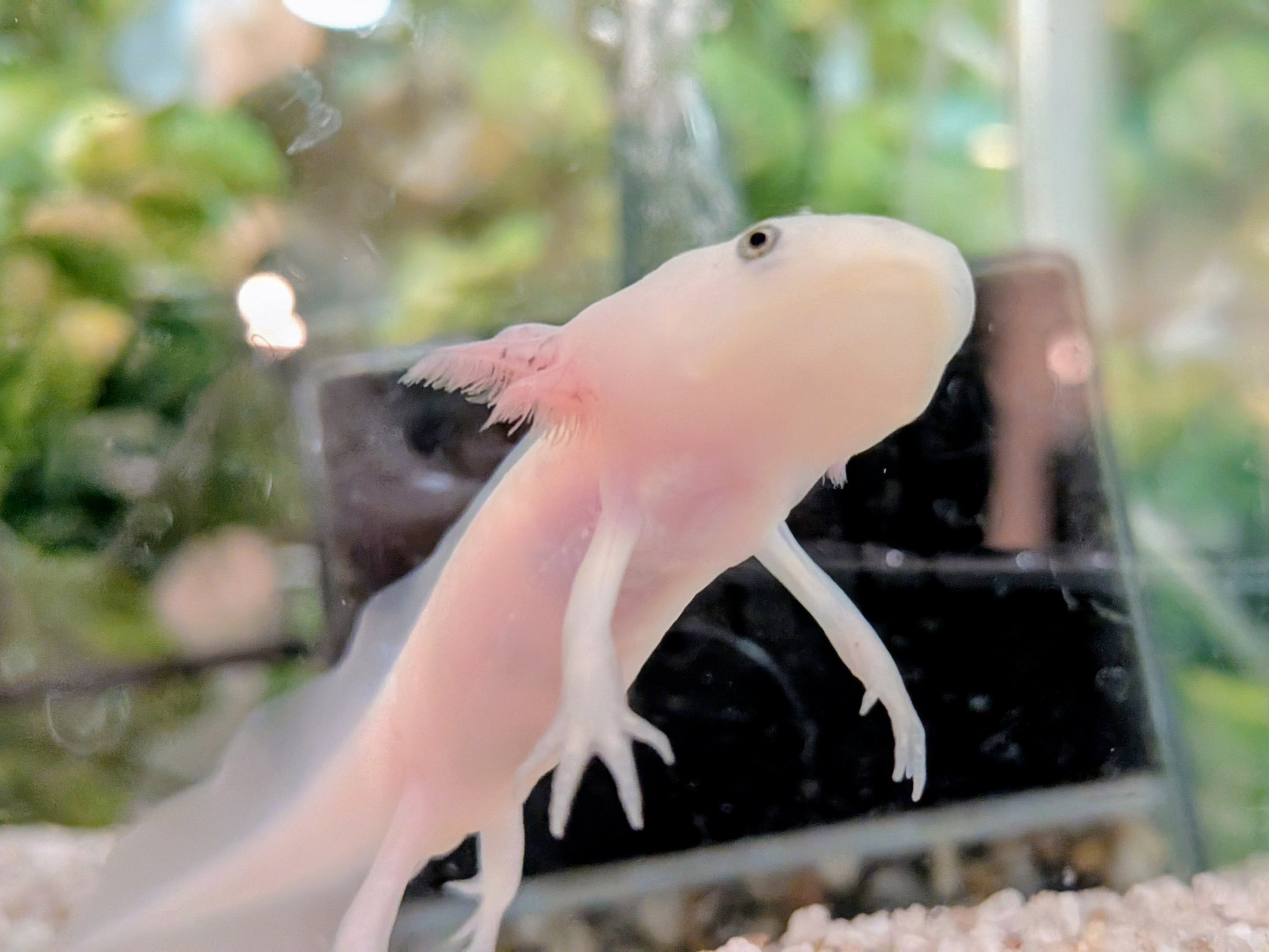 水槽(ウーパールーパー)