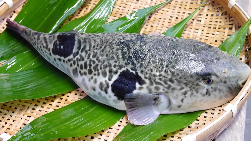 日帰りプラン♪【淡路冬の味覚の王様】選べる白子料理！淡路3年とらふぐを贅沢に使用『フルコースプラン』