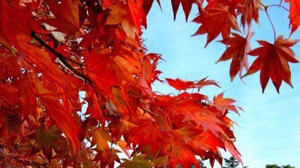 【さき楽28／和牛会席】＜2200円OFF＞主菜は特選黒毛和牛しゃぶしゃぶ！早めの予約でお得に温泉旅