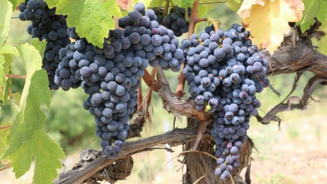 【河口湖から車で約20分】実は富士山観光にも便利！シャトレーゼ運営の温泉旅館／和牛会席