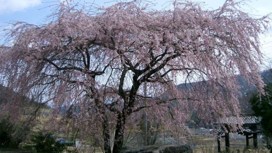 しだれ桜（洞雲寺）見頃は4月中旬