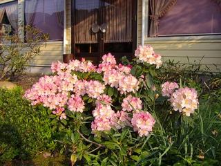 しゃくなげの花