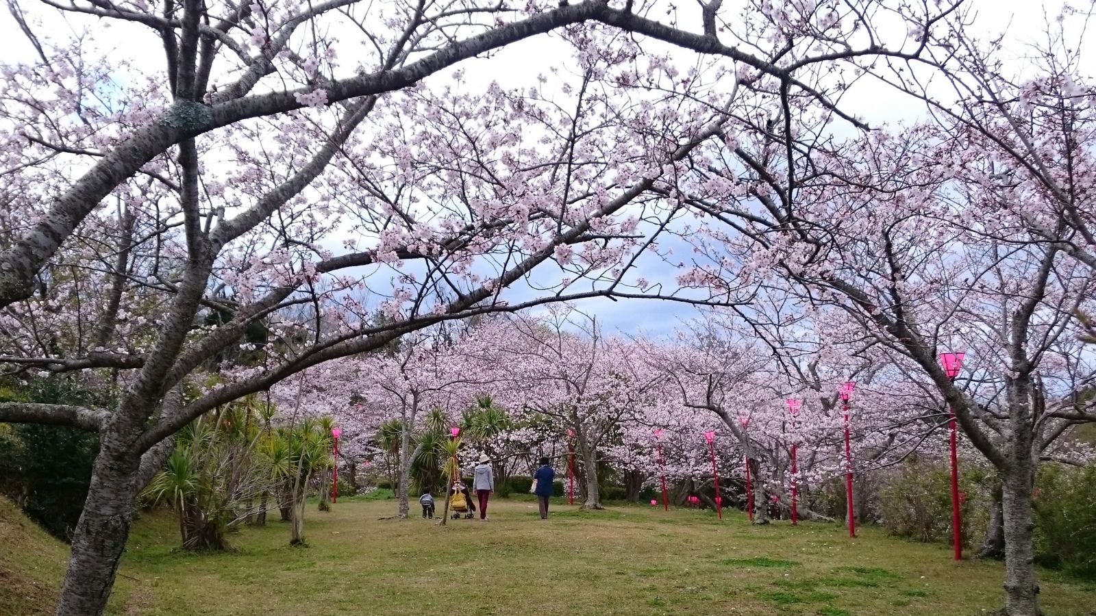 平草原公園桜