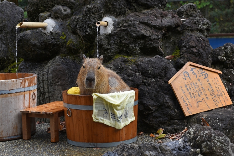 埼玉県こども動物自然公園