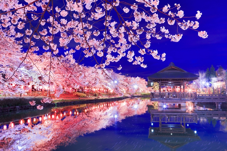上沼公園　夜桜