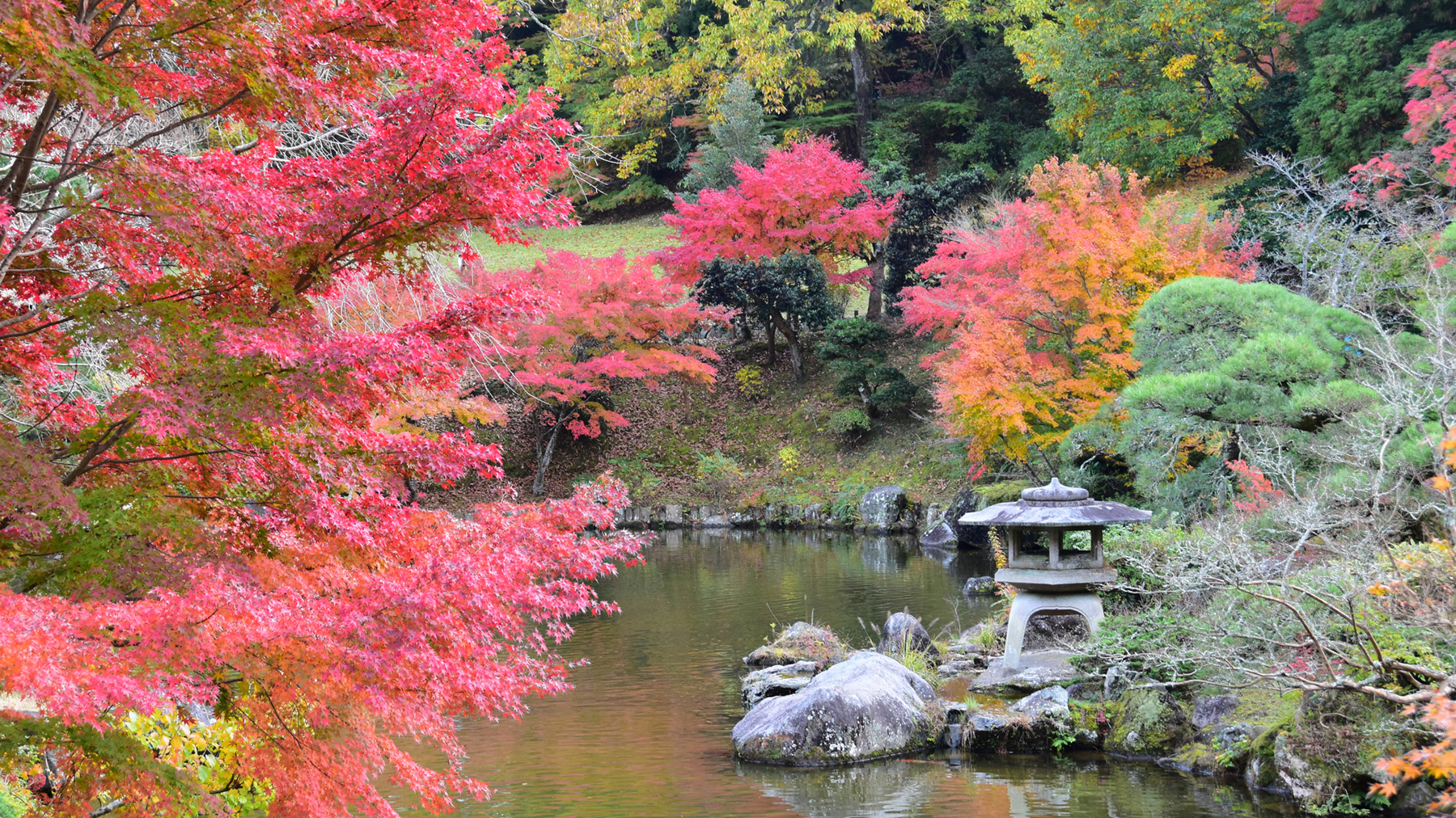 成田山公園紅葉シーズン 
