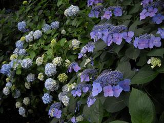 高幡不動尊境内の紫陽花