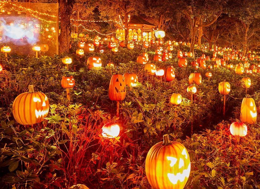【秋】ハロウィーンにはたくさんのランタンがお出迎え、みんなで夜の散策を楽しんで！