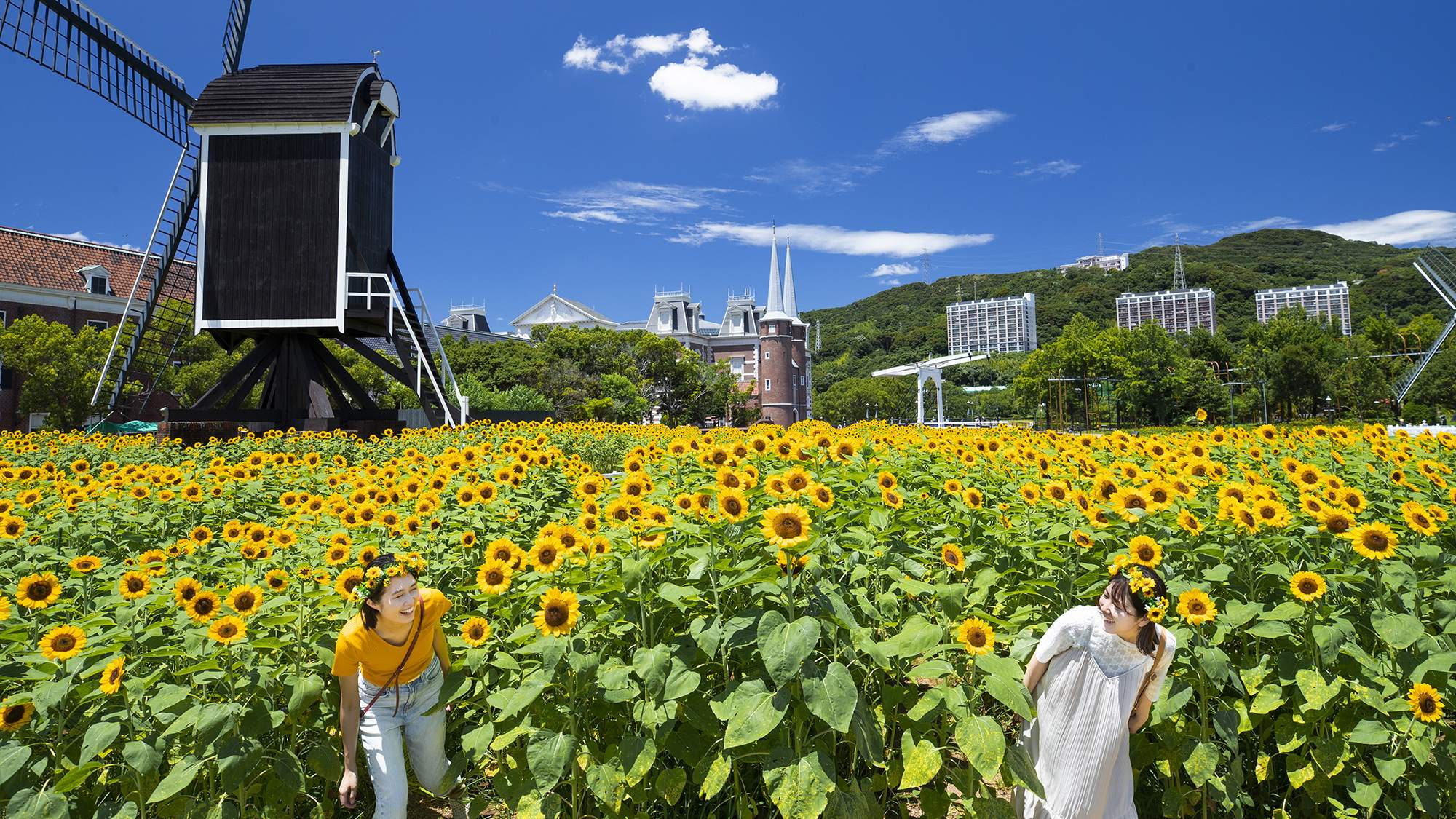 360度どこを見渡しても、広がるひまわりの雄大な景色。