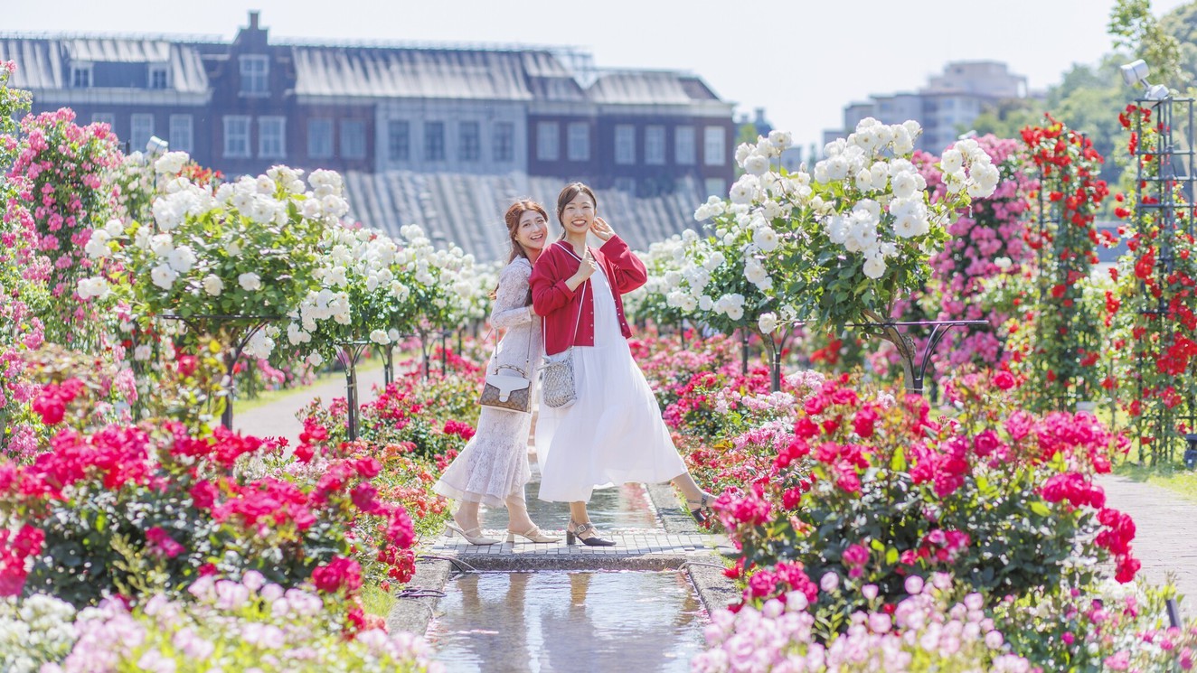 見渡す限りのバラの絶景に包まれて思い出の一枚を(※昨年の様子)
