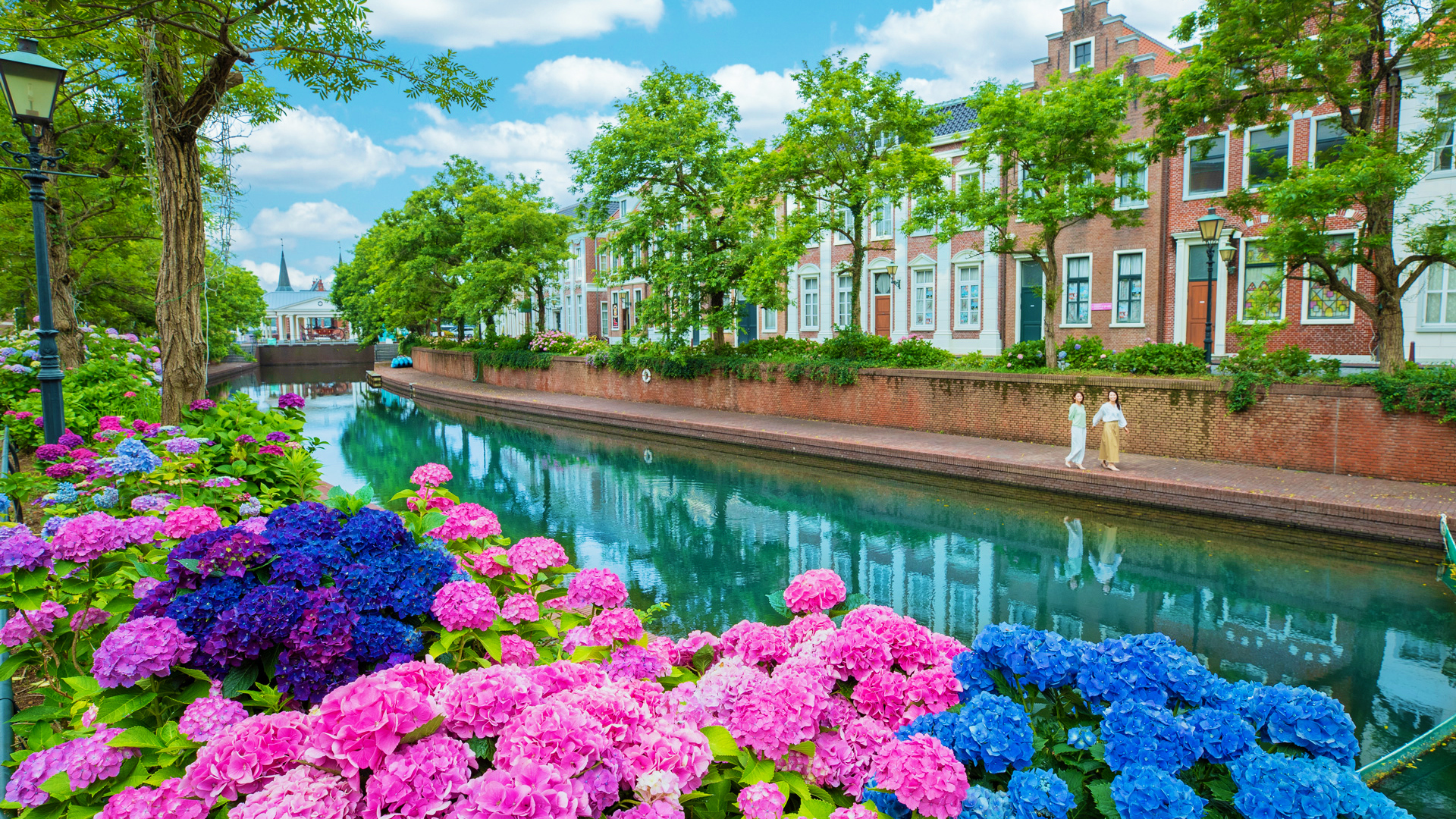 街並みを彩るあじさいに心を奪われます。（※昨年の様子）