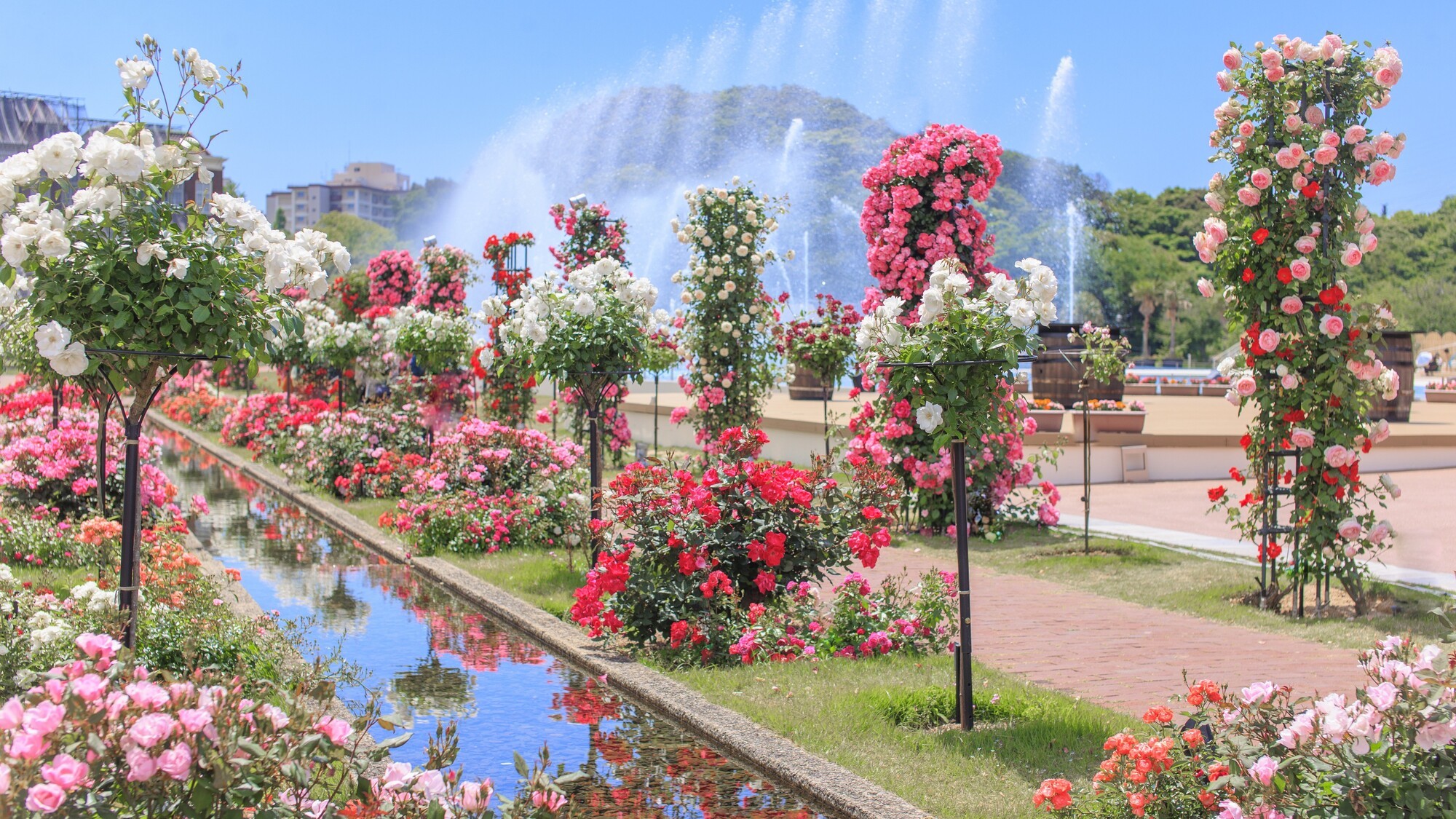 この時期ならではのバラの絶景と噴水のコラボレーション（※昨年の様子）