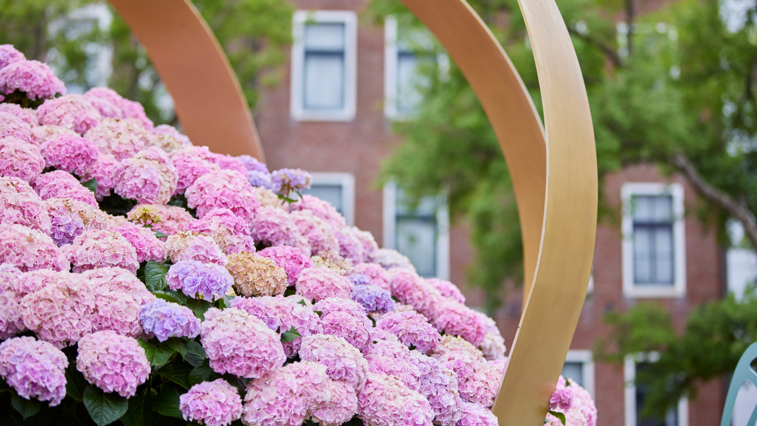 本格的なヨーロッパの街並みを涼し気なあじさいが彩ります。（※昨年の様子）