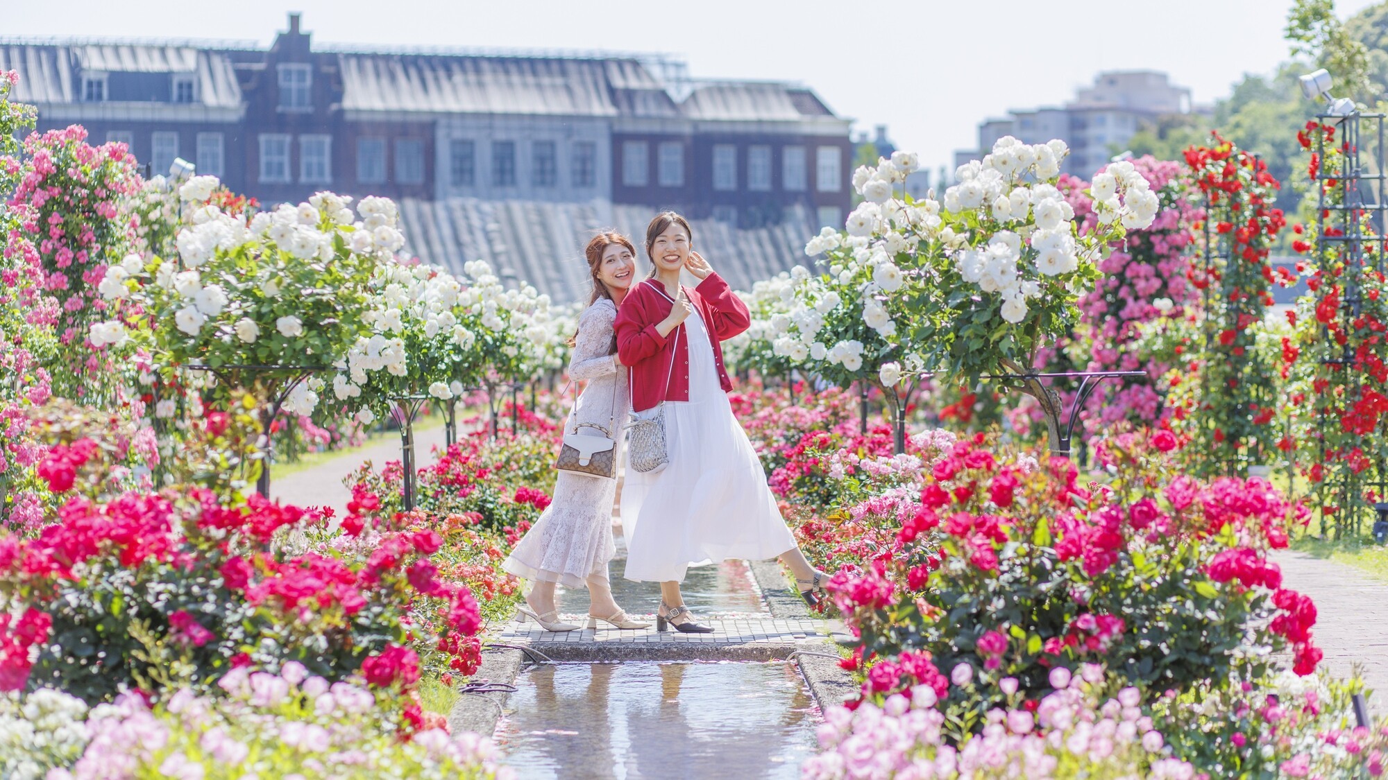 見渡す限りのバラの絶景に包まれて思い出の一枚を（※昨年の様子）
