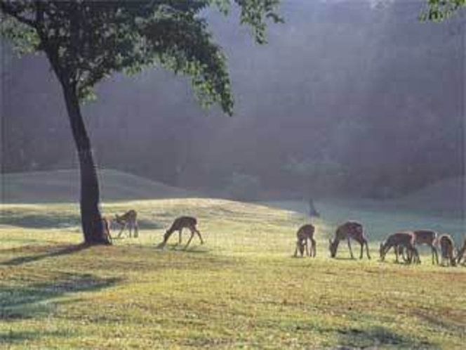 奈良公園