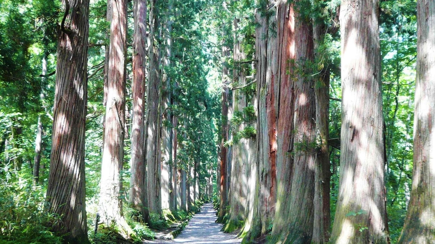 「奥社参道の杉並木」