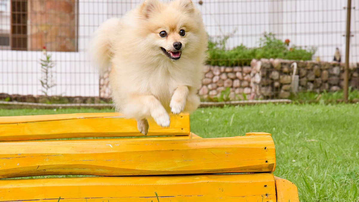 ☆愛犬と一緒☆【1泊朝食付】朝食バイキング〜ドッグラン無料〜