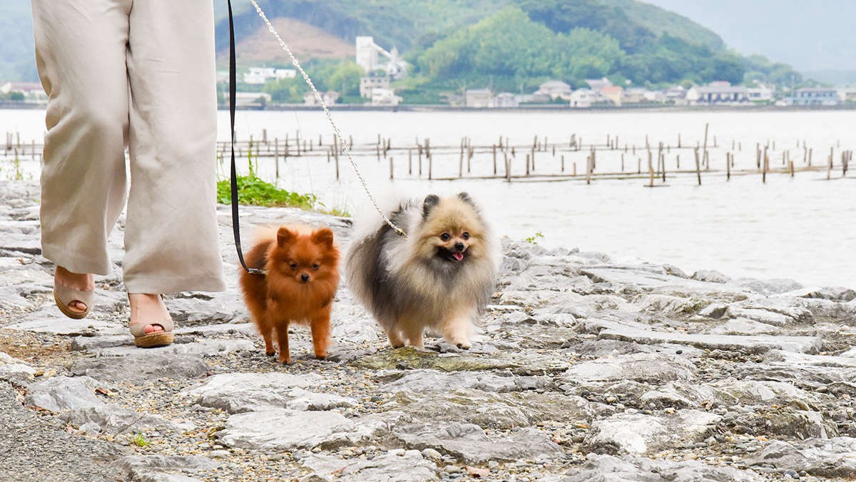 【愛犬と一緒に泊まろう】夕食和食会席/朝食バイキング★ドッグラン無料