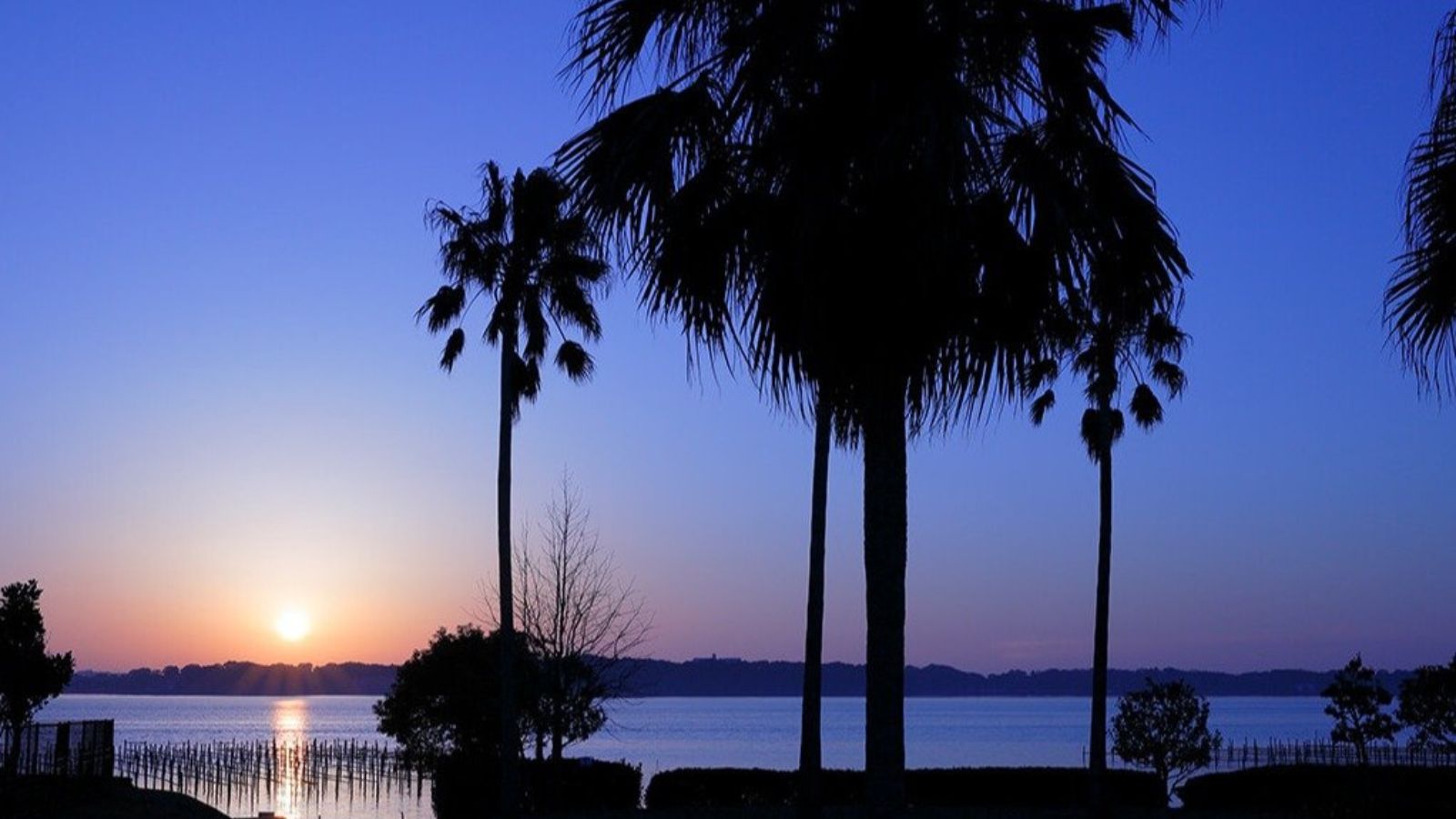 海（ヤシの木）ヤシの木