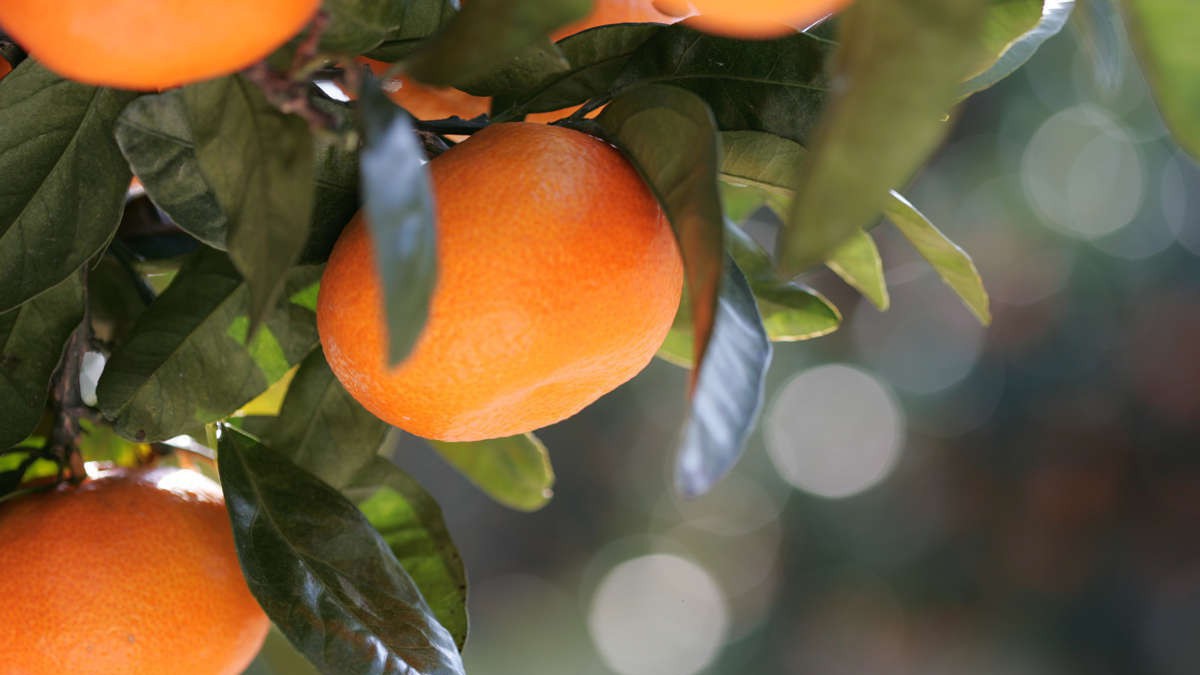【みかん狩り】太陽の光をいっぱいに浴びた「三ケ日みかん」狩り