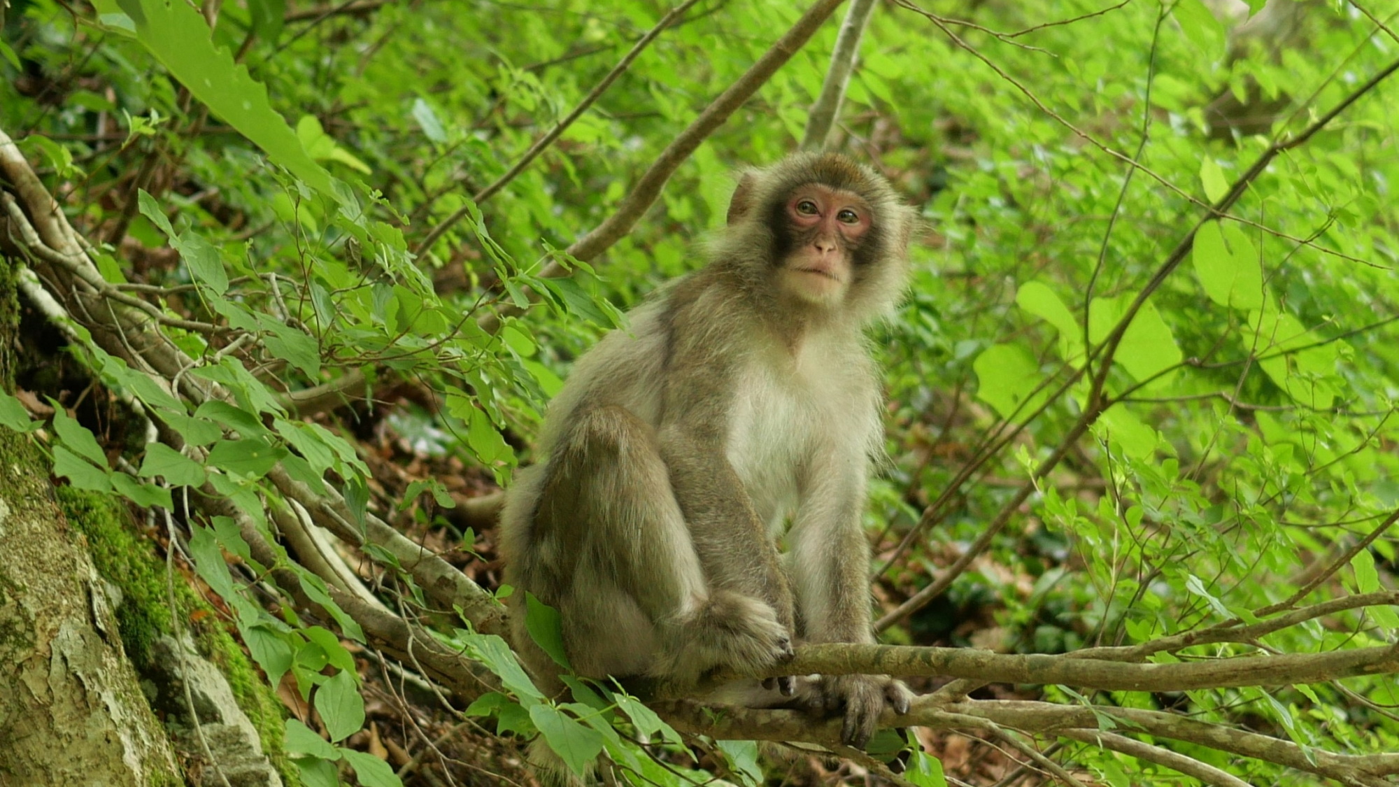 【野生動物】「ニホンザル」群れを作り生息する日本固有種 