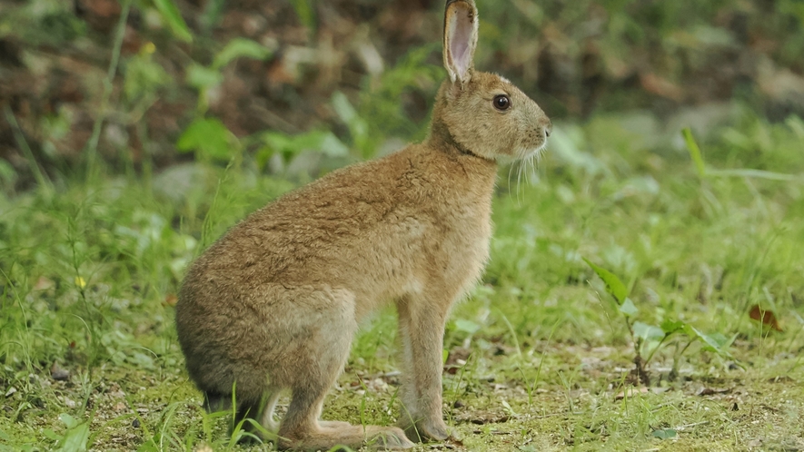 【野生動物】「ニホンノウサギ」林の中に住み夜間活動することが多い