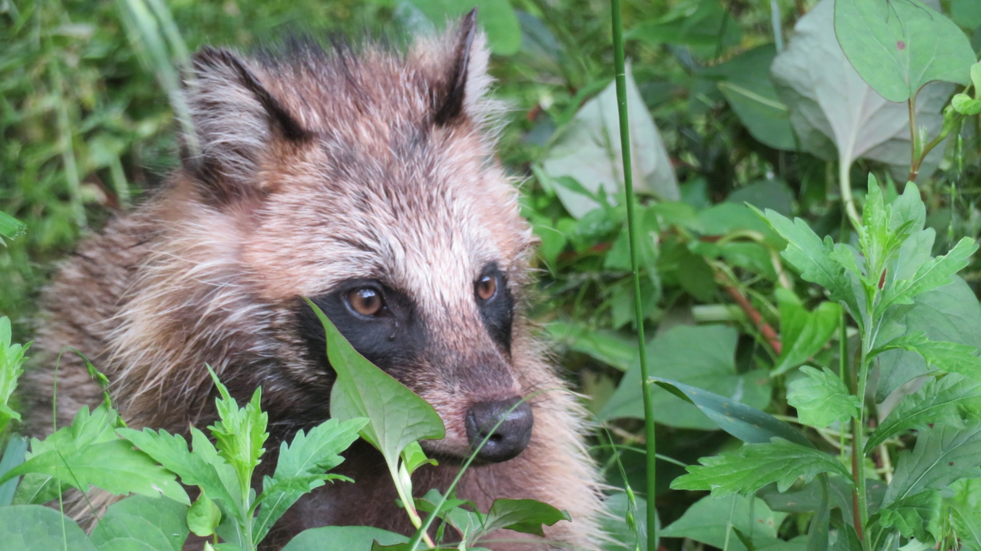 【野生動物】「タヌキ」群馬県が舞台の「ぶんぶく茶釜」でも登場する野生動物