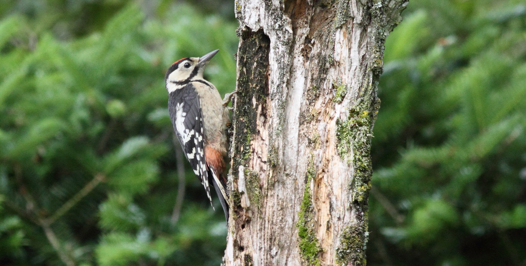 【野生動物】「アカゲラ」くちばしで木をつつき、虫を食べる