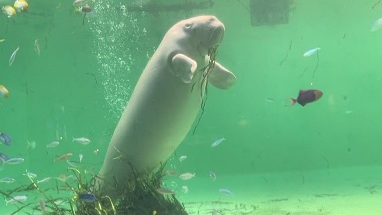 鳥羽水族館～ジュゴン◆ホテルから車で60分