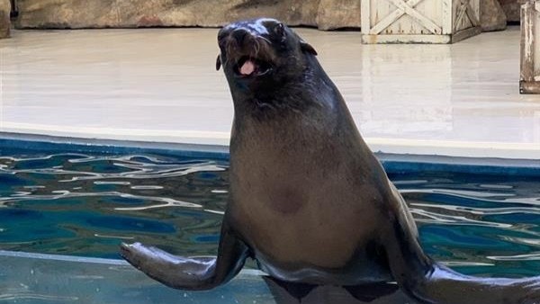 鳥羽水族館～アシカ◆ホテルから車で60分
