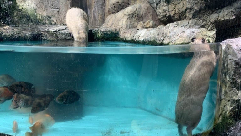 鳥羽水族館～ラッコ◆ホテルから車で60分