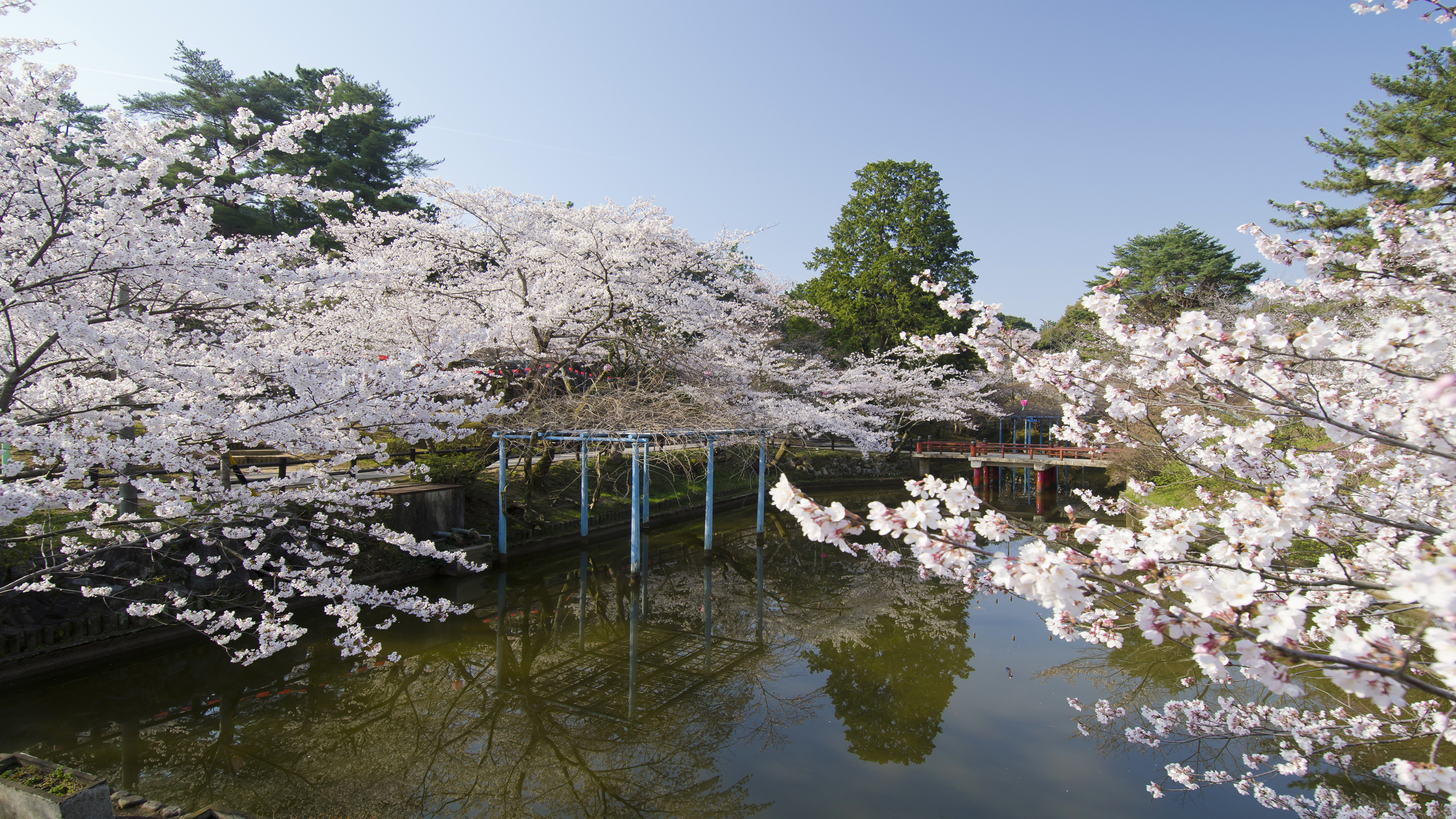 偕楽公園「桜」◆ホテルから車で6分
