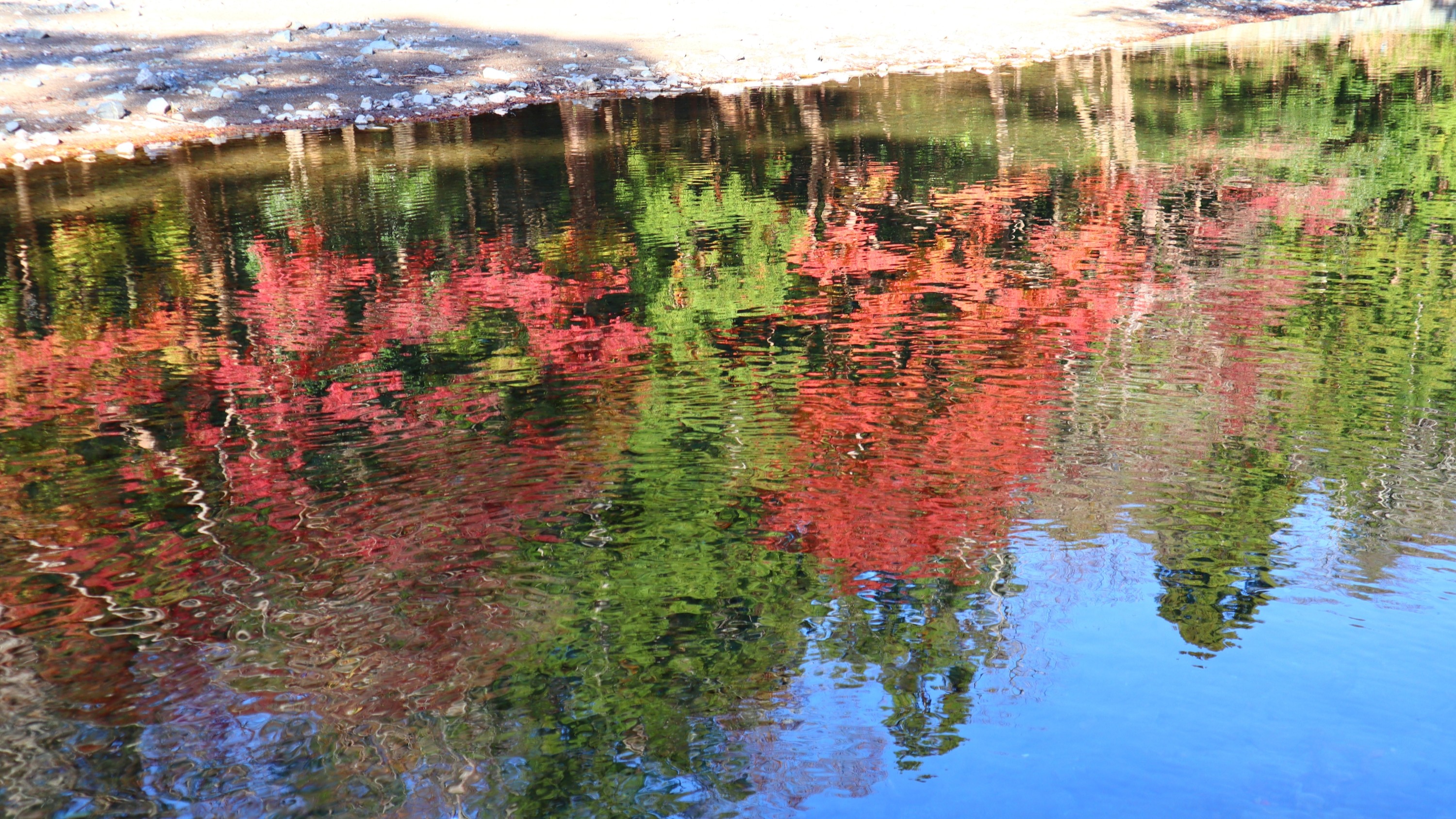 五十鈴川の水面に映る紅葉（伊勢神宮内宮）