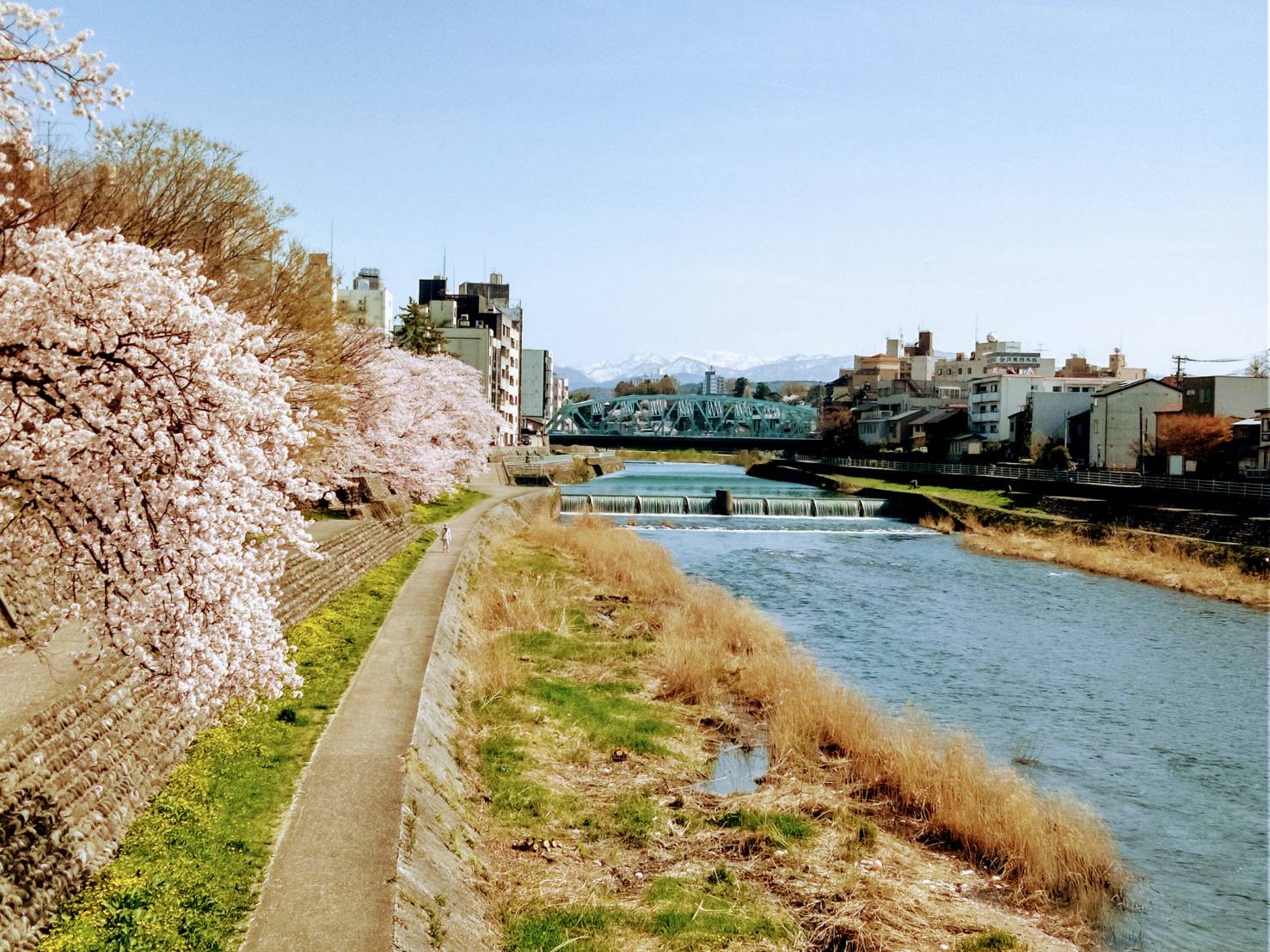 犀川　２０２０桜