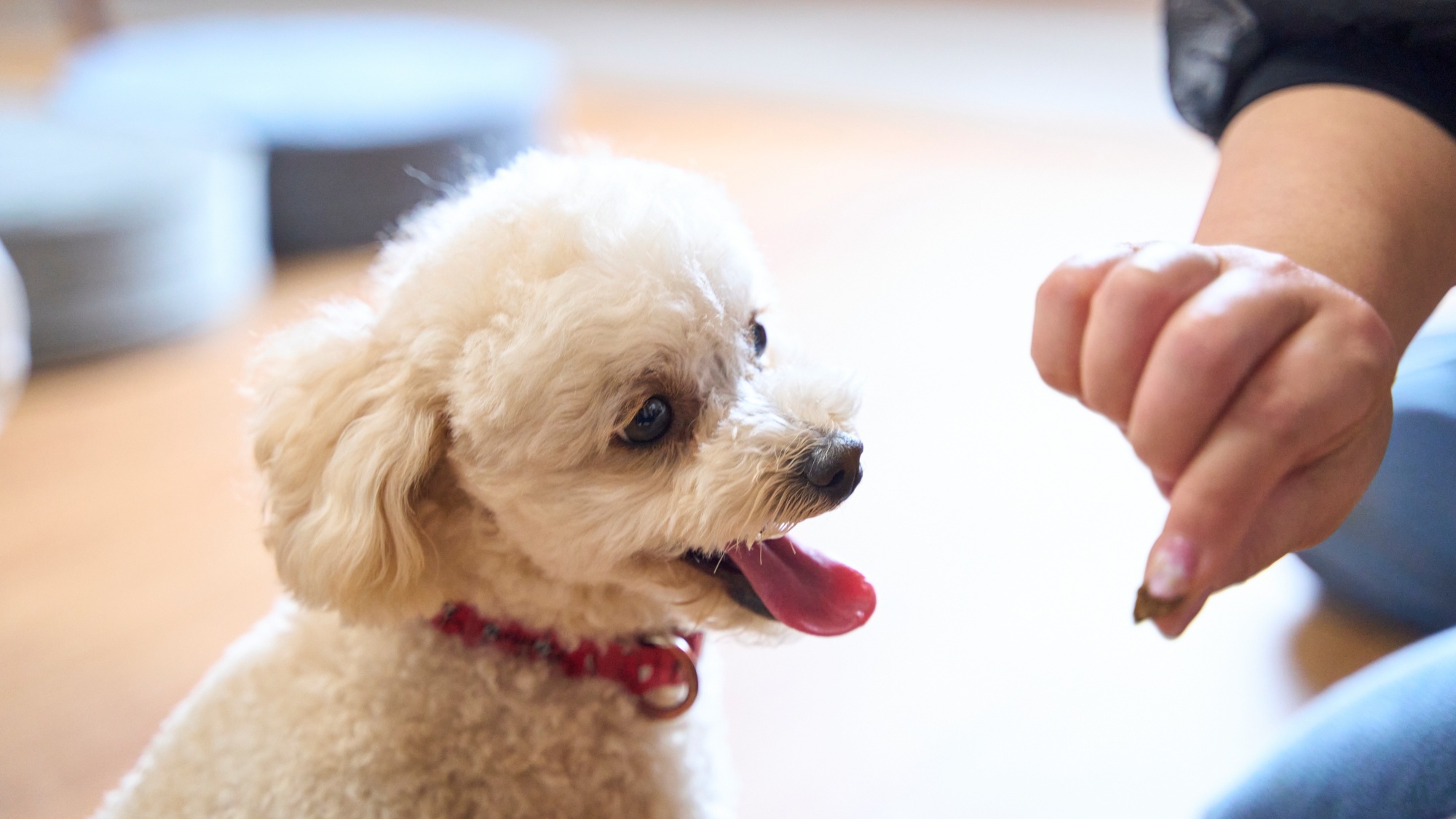 ■【ドッグフレンドリー】愛犬と大切な思い出を！海と自然のオアシス＜夕朝食付・オールインクルーシブ＞