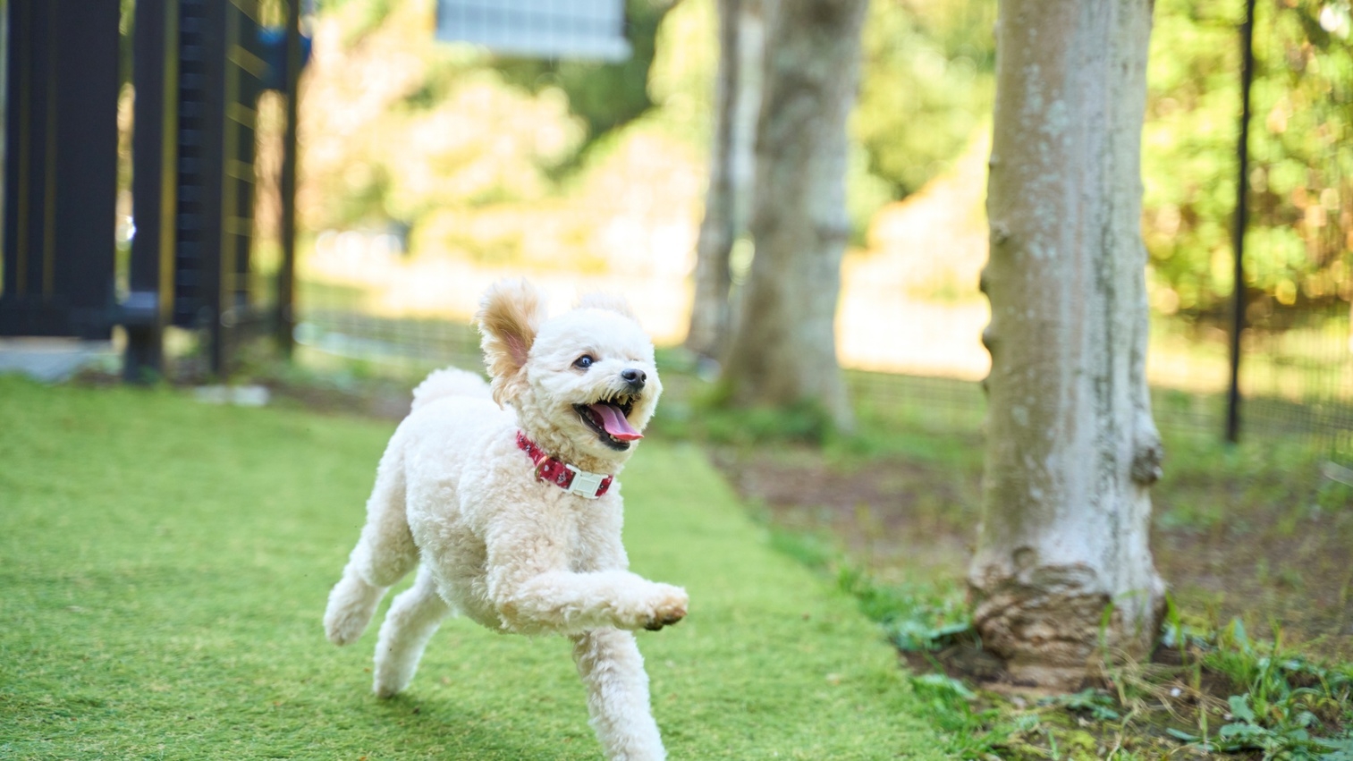 ■【ドッグフレンドリー】愛犬と大切な思い出を！海と自然のオアシス＜夕朝食付・オールインクルーシブ＞