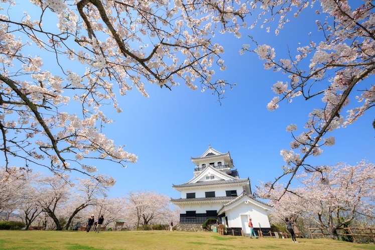 桜の名所「館山城」