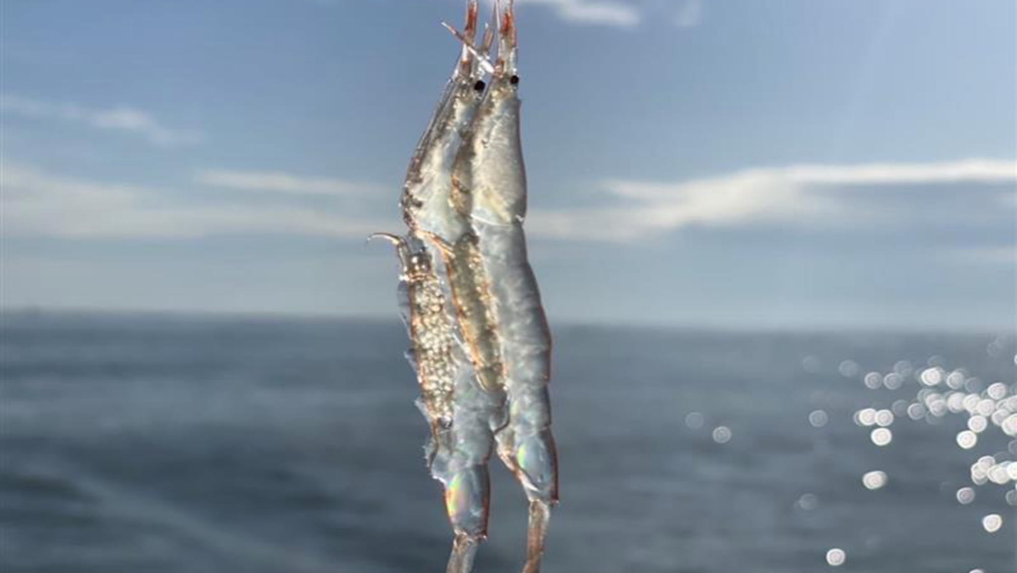 【白えびの天麩羅付】富山湾で漁獲したシロエビを贅沢に味わうオールインクルーシブプラン＜夕朝食付＞