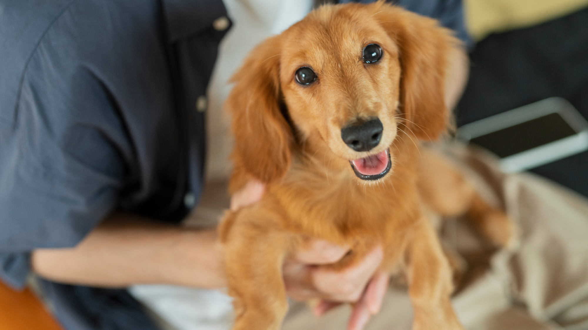 【ドッグフレンドリー】自然の中でゆったりと愛犬と一緒に思い出づくりを／オールインクルーシブ