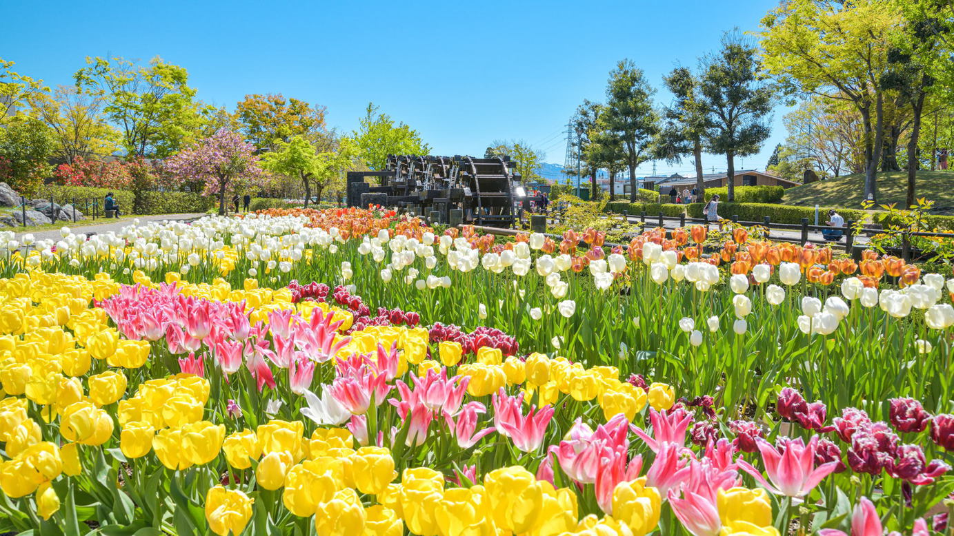 【チューリップフェア入場券付】砺波の春を満喫するオールインクルーシブプラン＜夕朝食・ラウンジ特典付＞