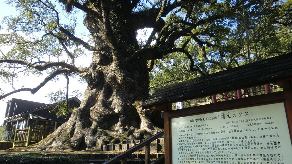 蒲生の大楠