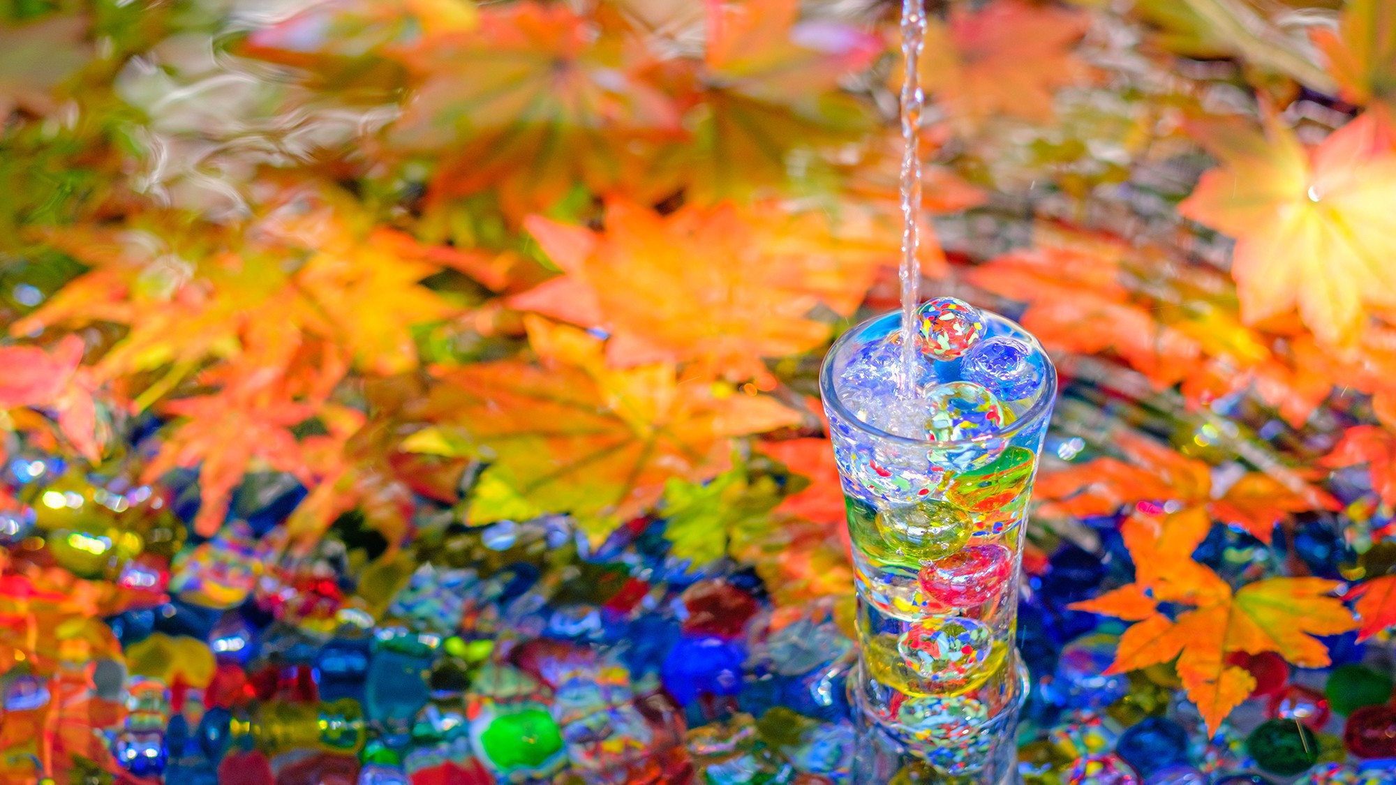 【岡寺】紅葉（見頃：11月中旬～12月上旬）