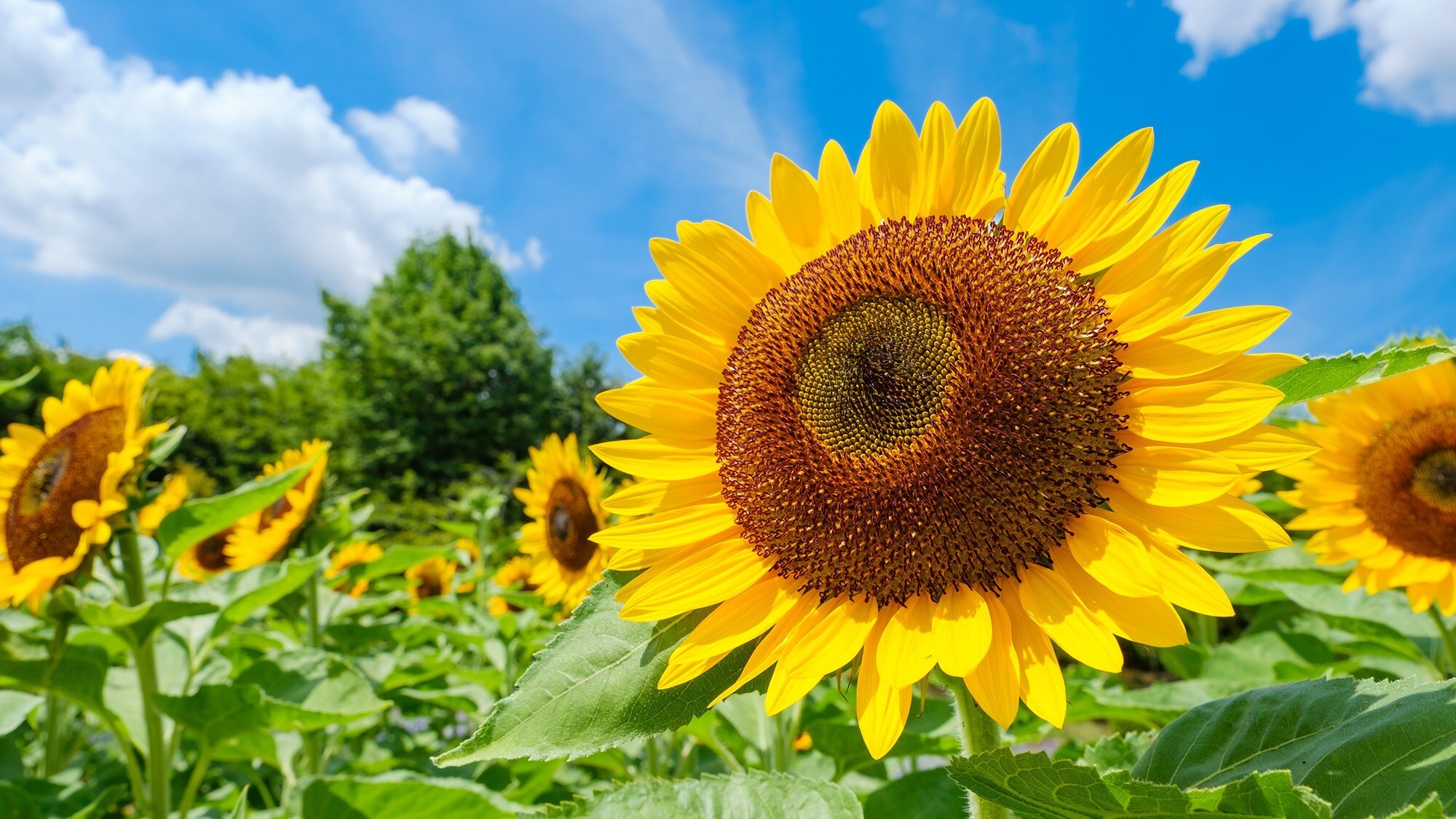 【馬見丘陵公園】ひまわり（見頃：7月上旬～8月上旬）